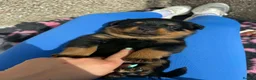 Rottweiler dogs for sale: Rottweiler puppies  - Advert 40