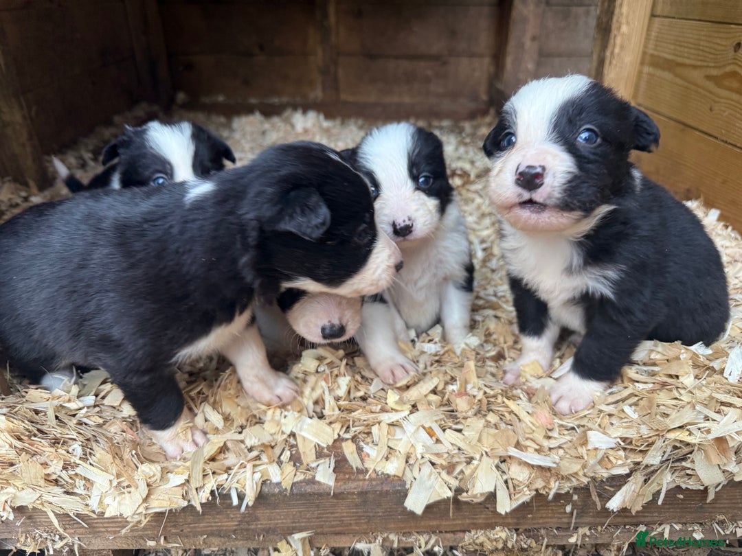 Border Collie dogs for sale: Border collie pups  - Image 13