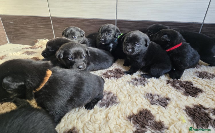 Mixed Breed dogs - Advert 2