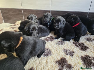 Mixed Breed dogs - Advert 8