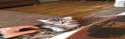 Persian cats for sale: Persian x maincoon  - Advert 3
