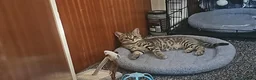 British Shorthair cats for sale: 💕🐾 Adorable Silver Tabby kittens for sale 🐾💕 - Advert 3