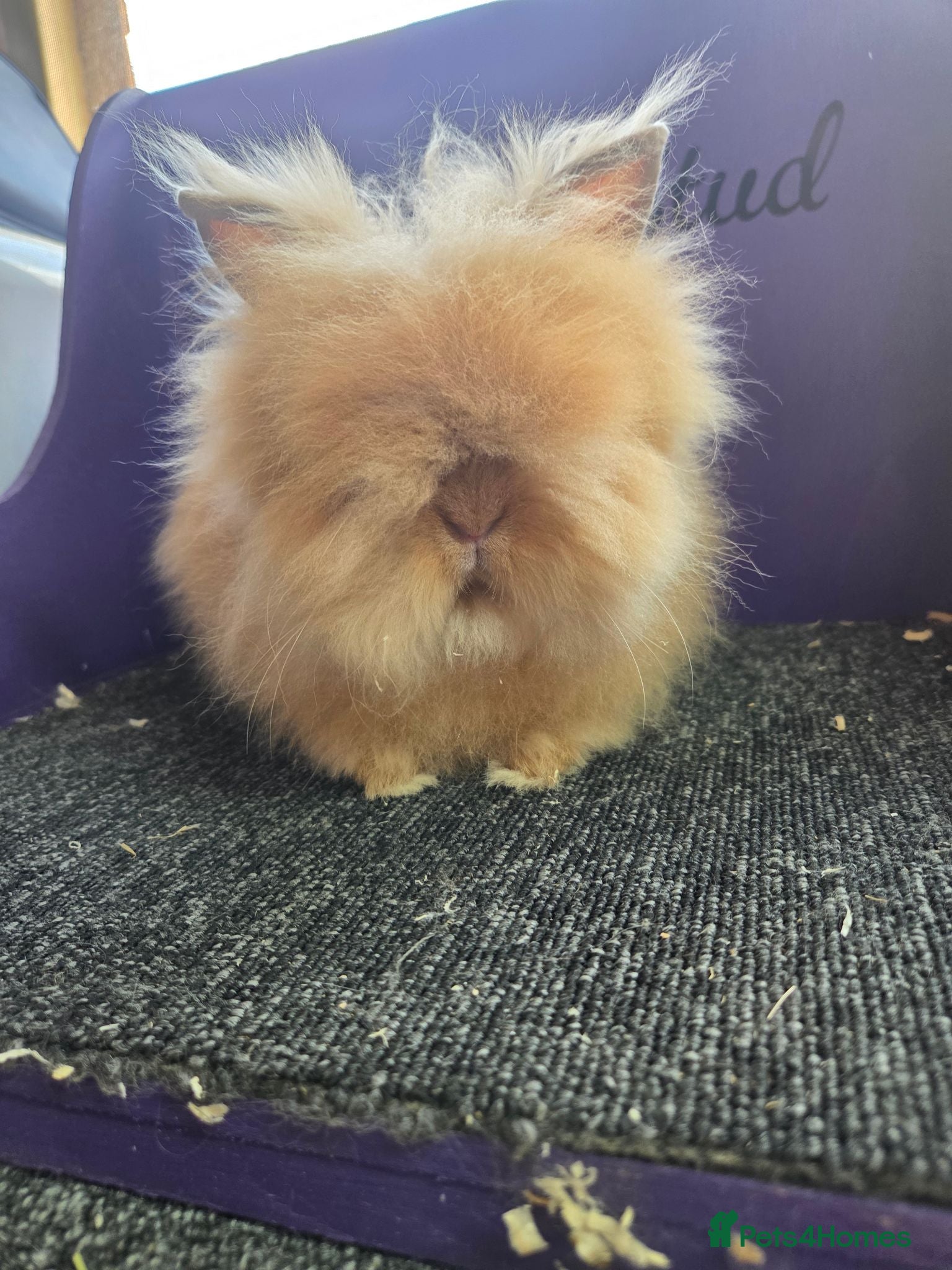 Lionhead rabbits 2 Pure bred double maned lion head - Advert 2