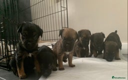 Border Terrier dogs for sale: 6 Beautiful border terrier pups - Image 6