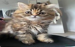 Persian cats for sale: Persian kitten still looking for her forever home  in Gateshead - Image 3