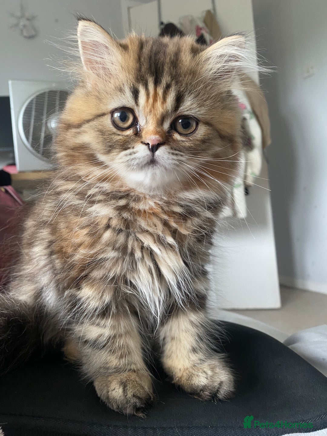 Persian cats for sale: Persian kitten still looking for her forever home  in Gateshead - Image 3