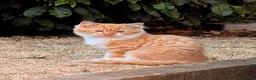 Bengal cats for sale: Snowfy - Advert 3