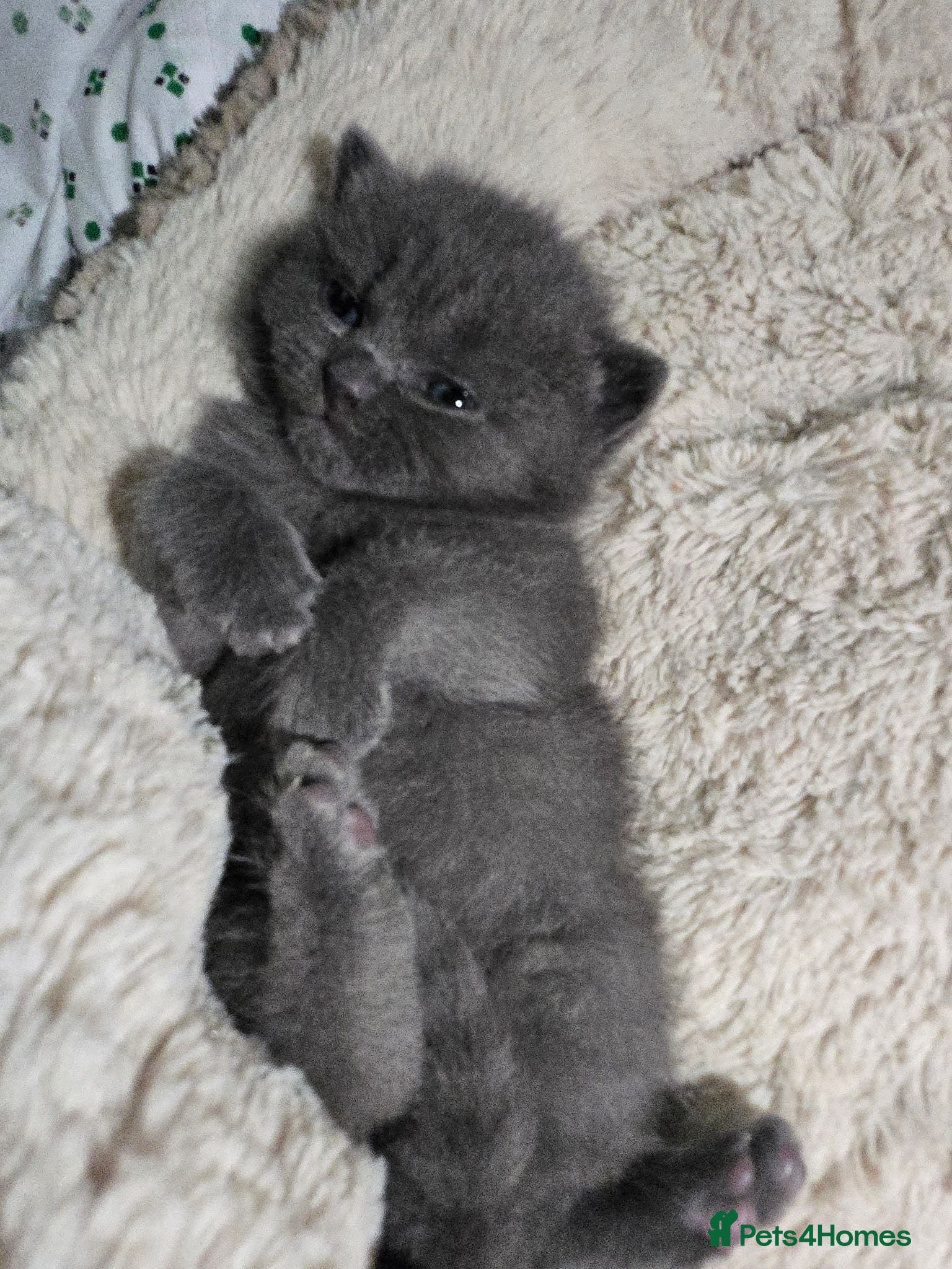 British Shorthair cats British Short Hair - Advert 1