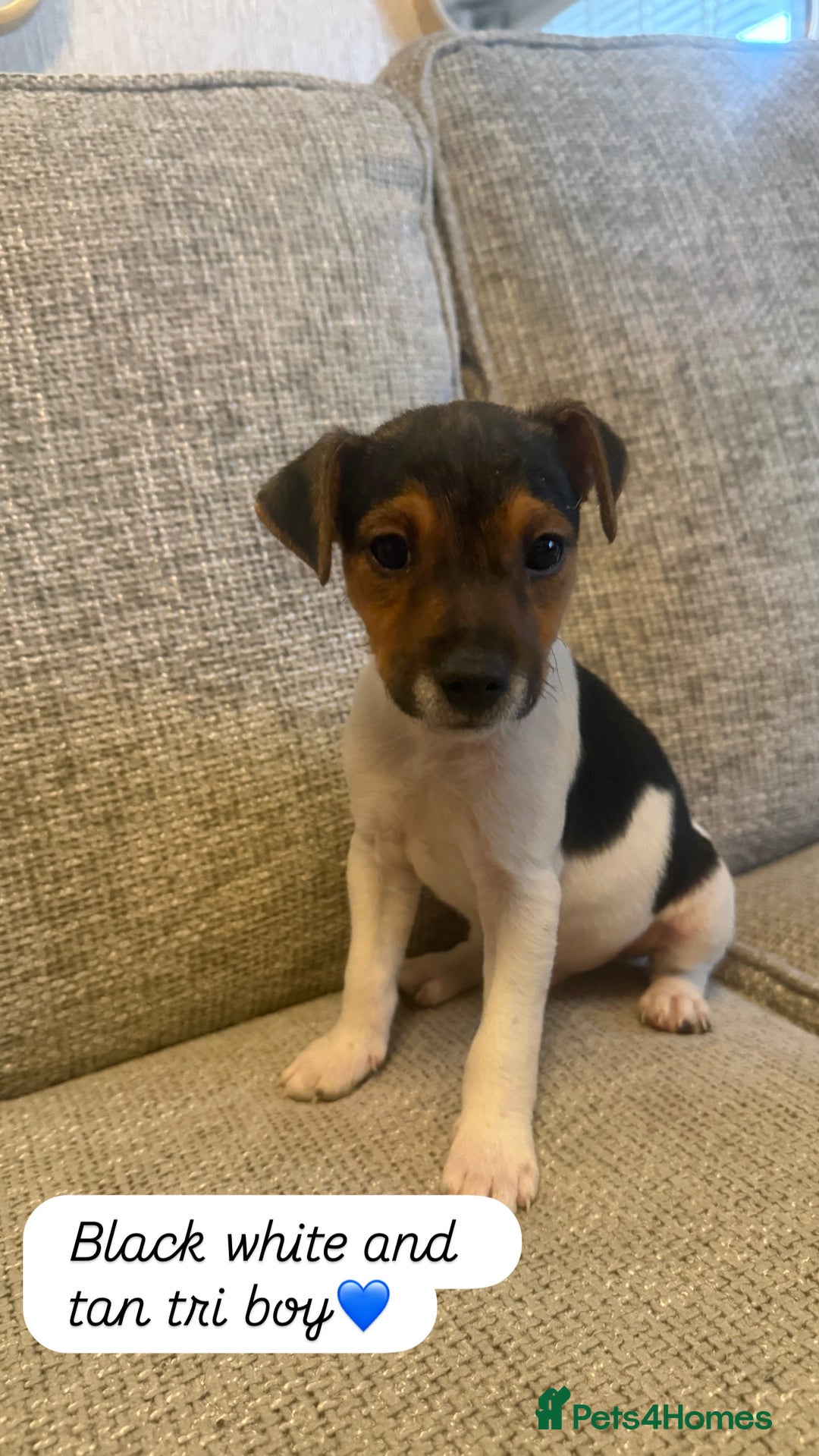 Jack Russell dogs for sale: 5 Jack Russell puppies - Advert 2