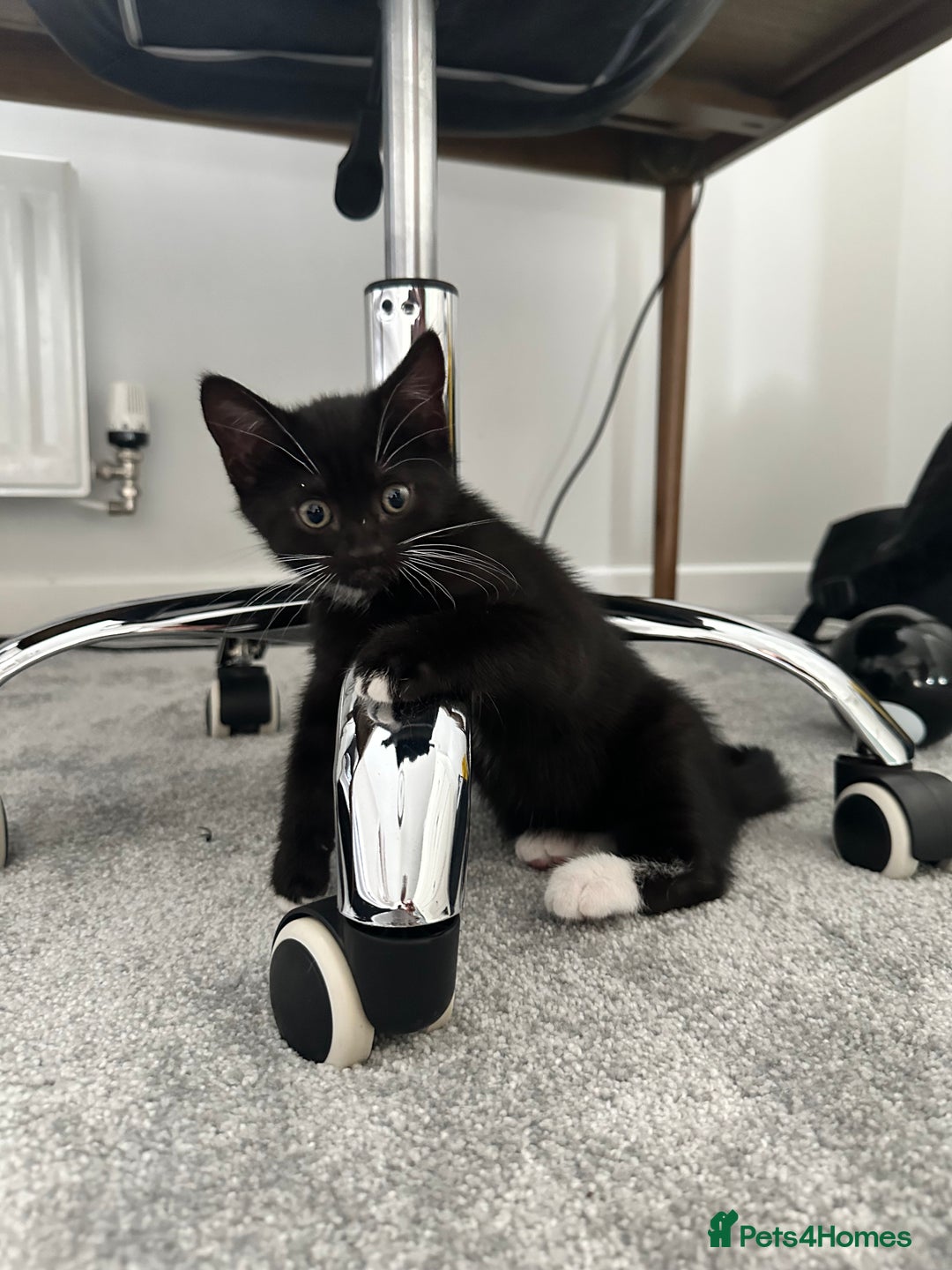Mixed Breed cats for sale: 🐾 Cute Mixed British Shorthair🐾  - Image 7