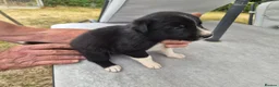 Border Collie dogs for sale: Border collie puppy 1 dog available  - Advert 6