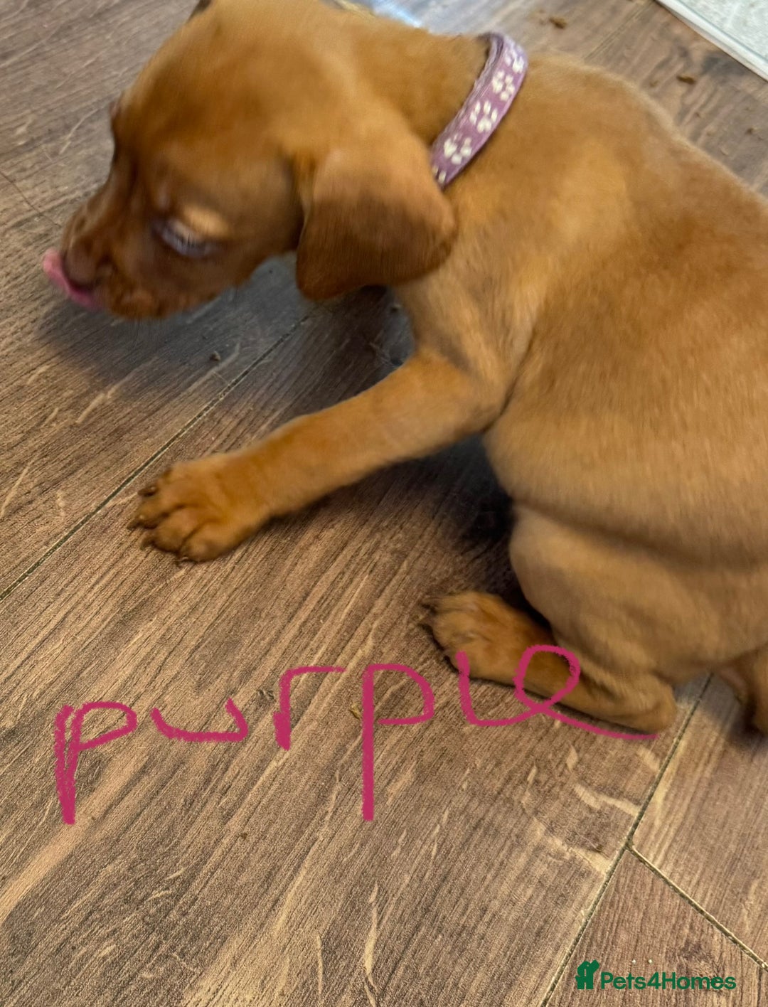 Mixed Breed dogs for sale: Dogue de bordeaux cross spaniel - Image 6