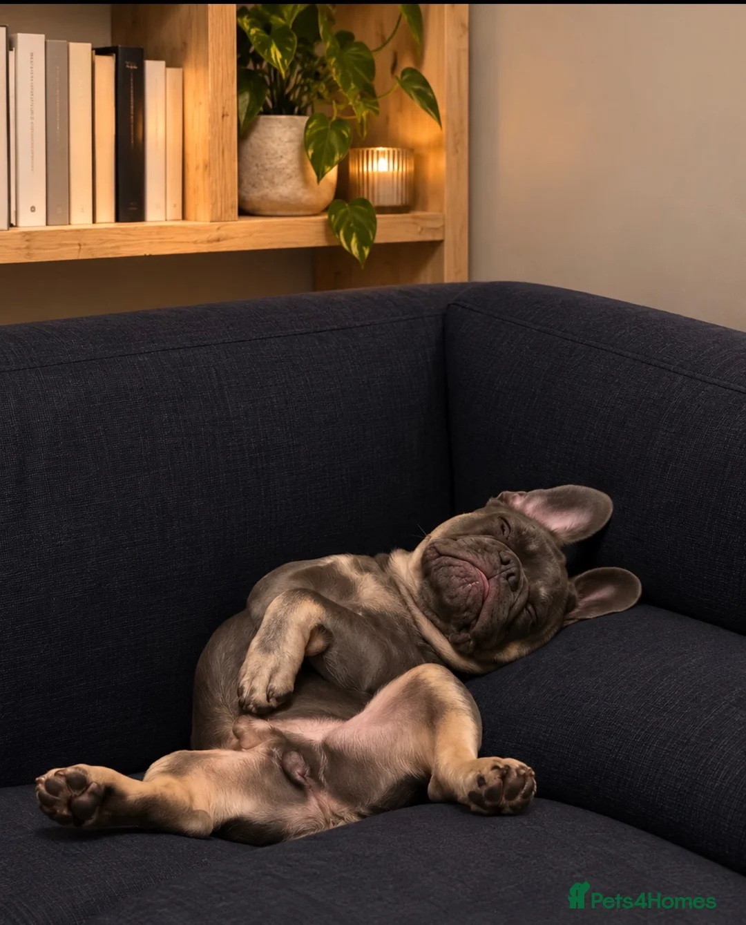 French Bulldog dogs for sale: Loving French Bulldog Looking for Forever Home  in Walton-on-Thames - Advert 10