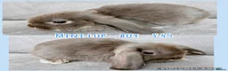 Mini Lop rabbits for sale: Mini Lop Rabbits - Advert 12