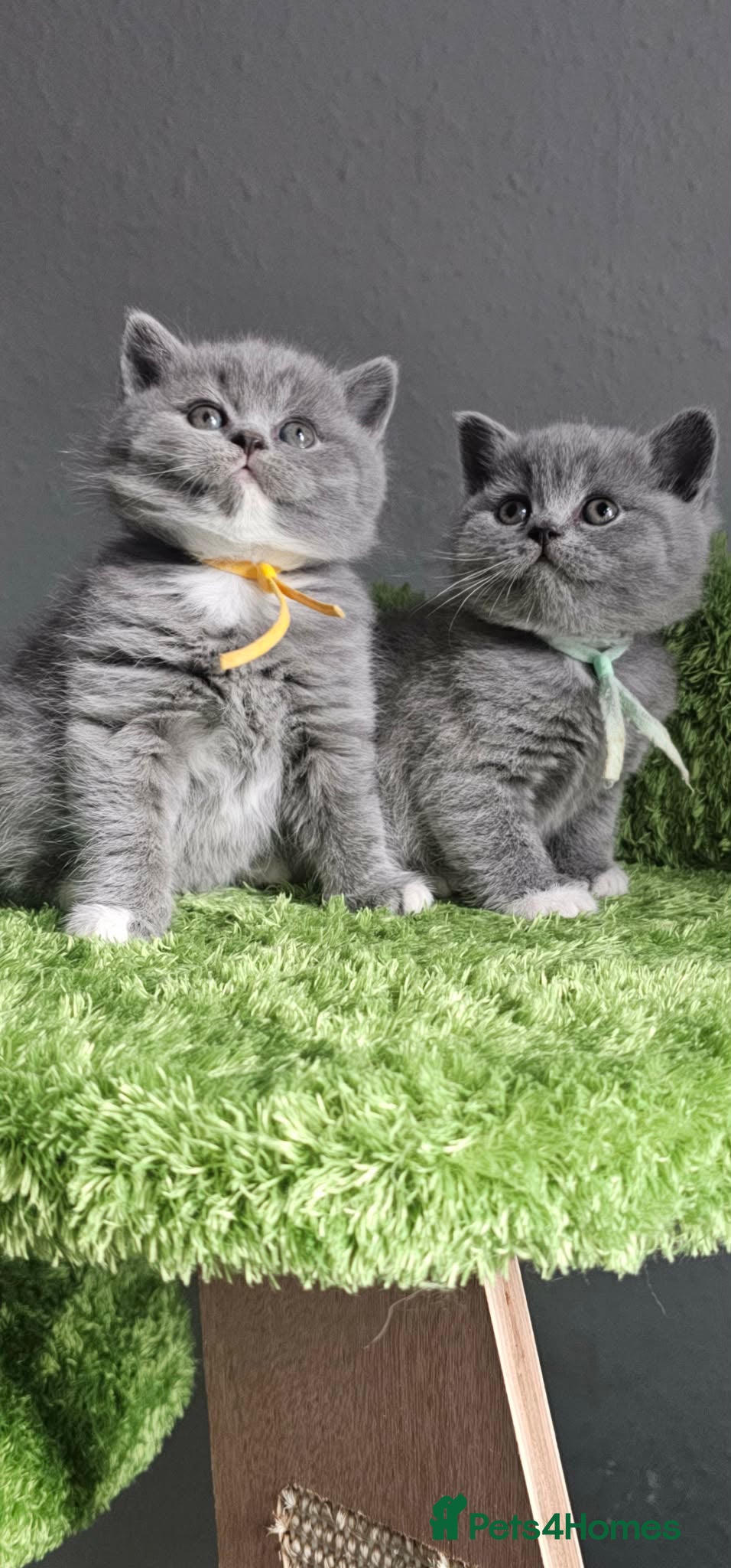 British Shorthair cats British Shorthair Kittens Champion Bloodline GCCF - Advert 1