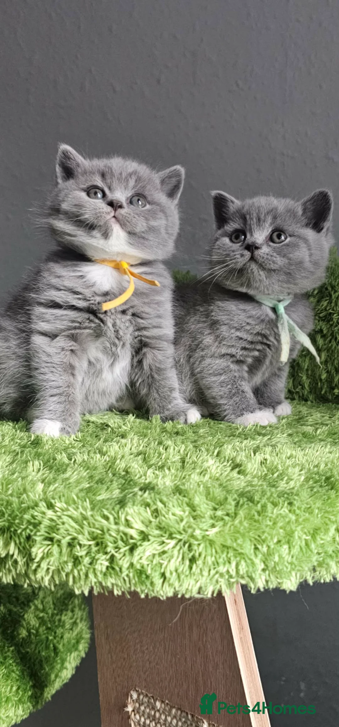British Shorthair cats for sale: LAST BOY BSH Champion Bloodline GCCF - Advert 1