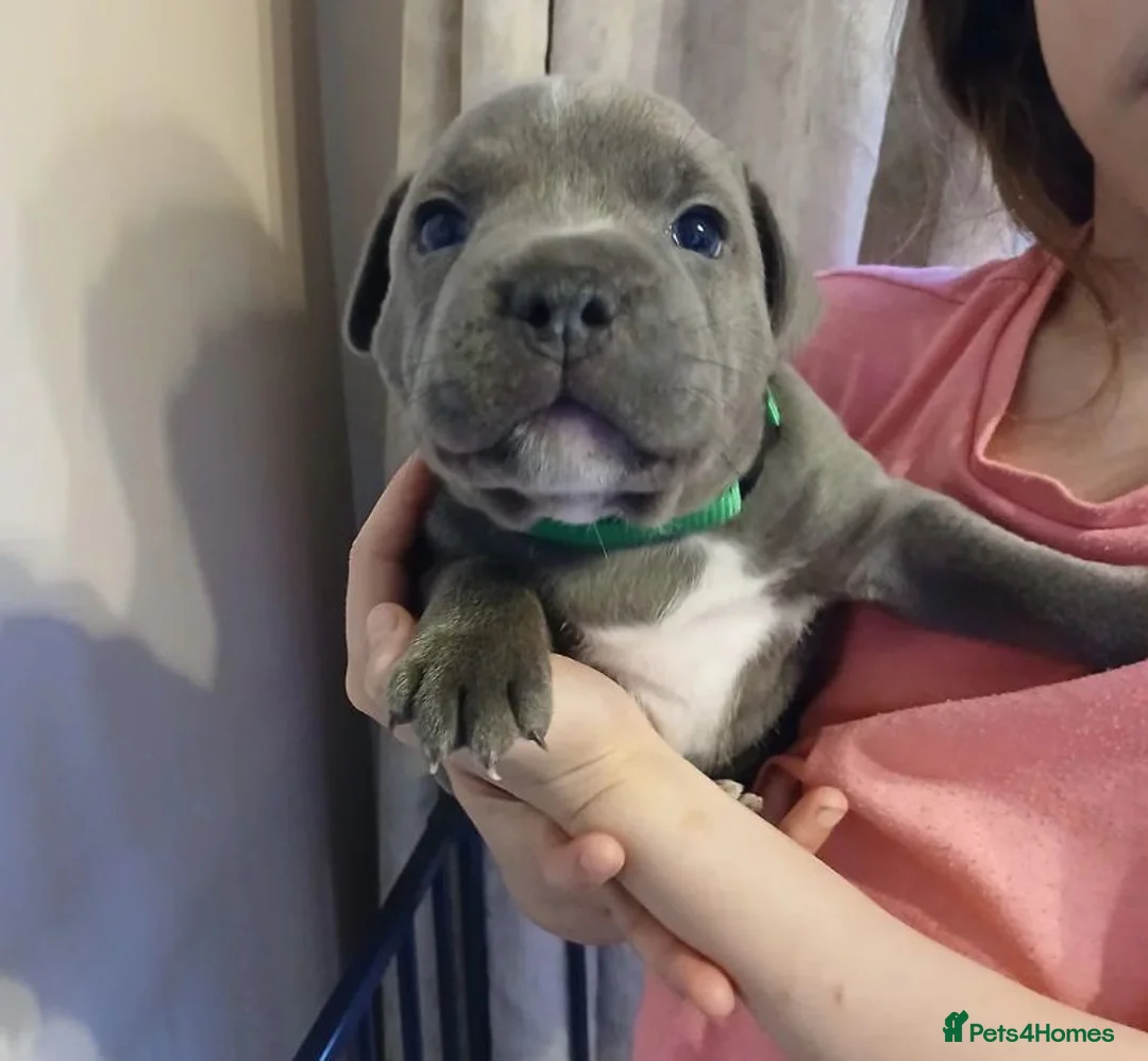 Staffordshire Bull Terrier dogs for sale: Beautiful Blue Staffordshire Bull Terrier Puppies in Portsmouth - Advert 8