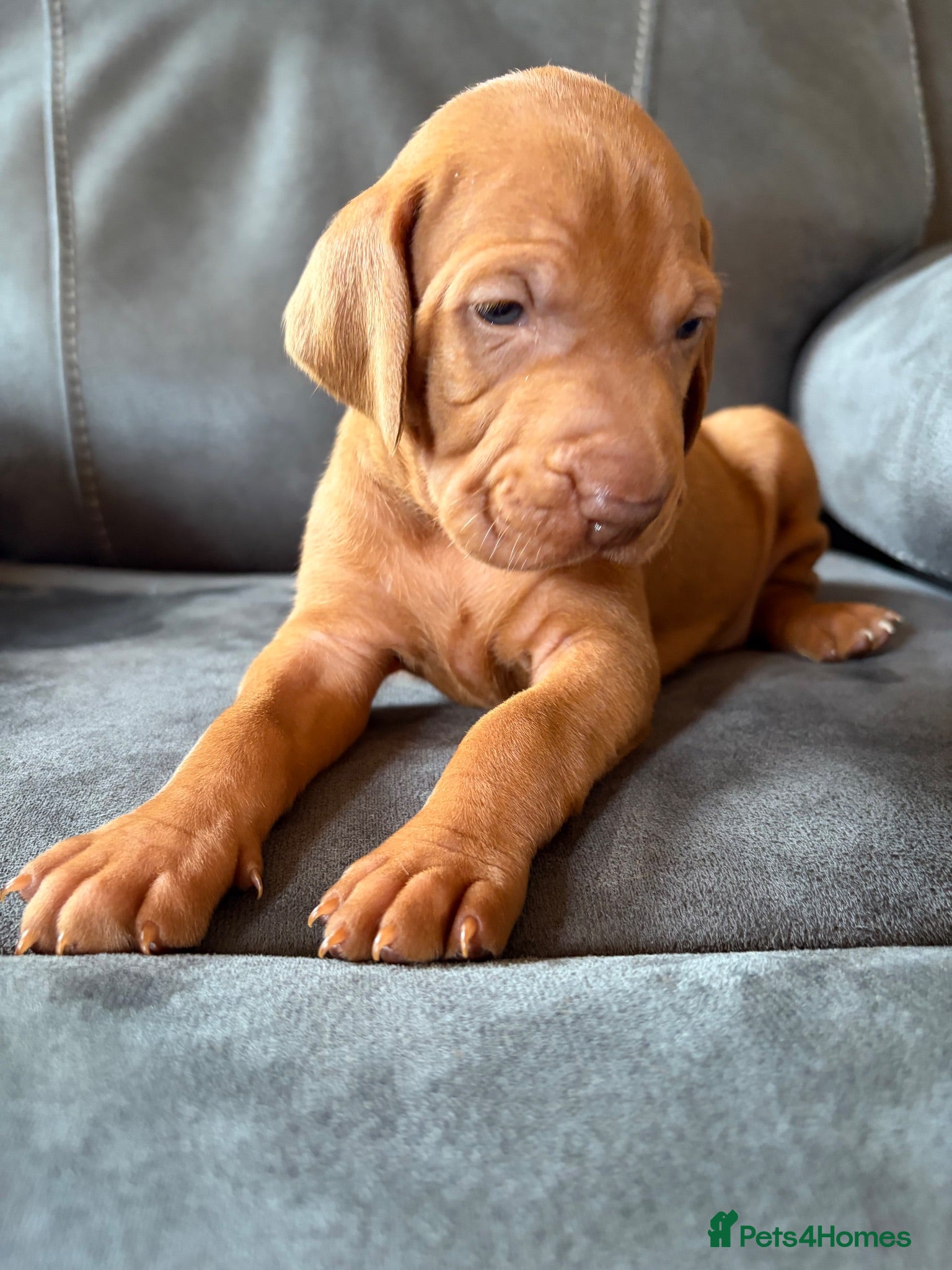 Hungarian Vizsla dogs Beautiful litter.  - Advert 1