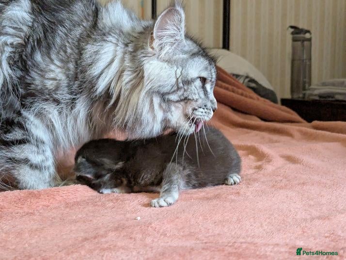 Maine Coon cats 🐾 GCCF Registered Maine Coon Kitten 🐾 - Advert 17
