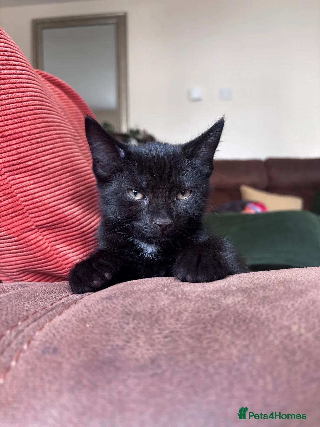 British Shorthair cats for sale: Kittens *ONLY 1 BOYS LEFT* - Advert 2