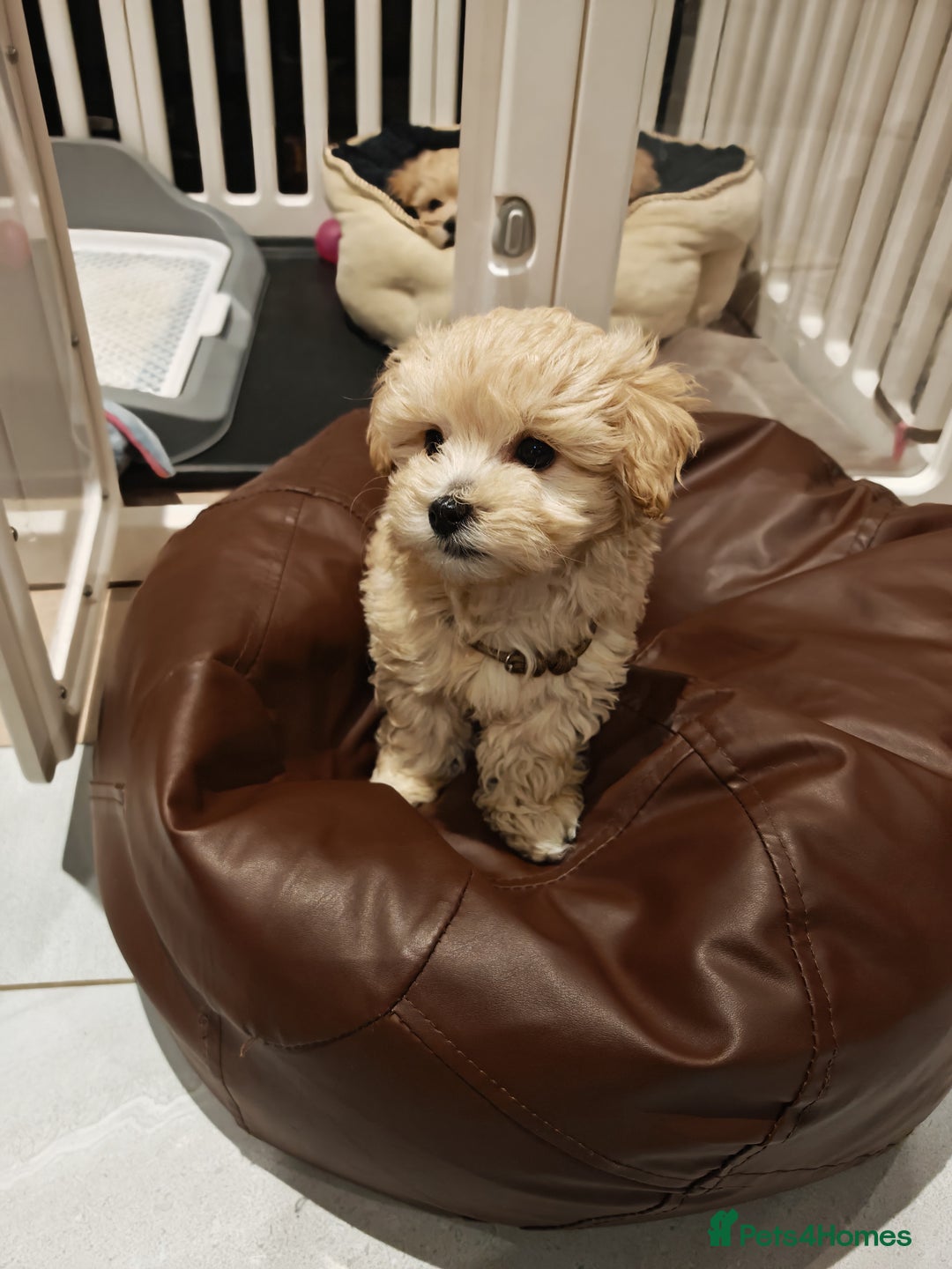 Maltipoo dogs for sale: Maltipoo F1 Toy Size, KC Parents, DNA Tested Clear - Image 8