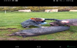 Pig livestock for sale: Ronnie and reggie  - Image 23