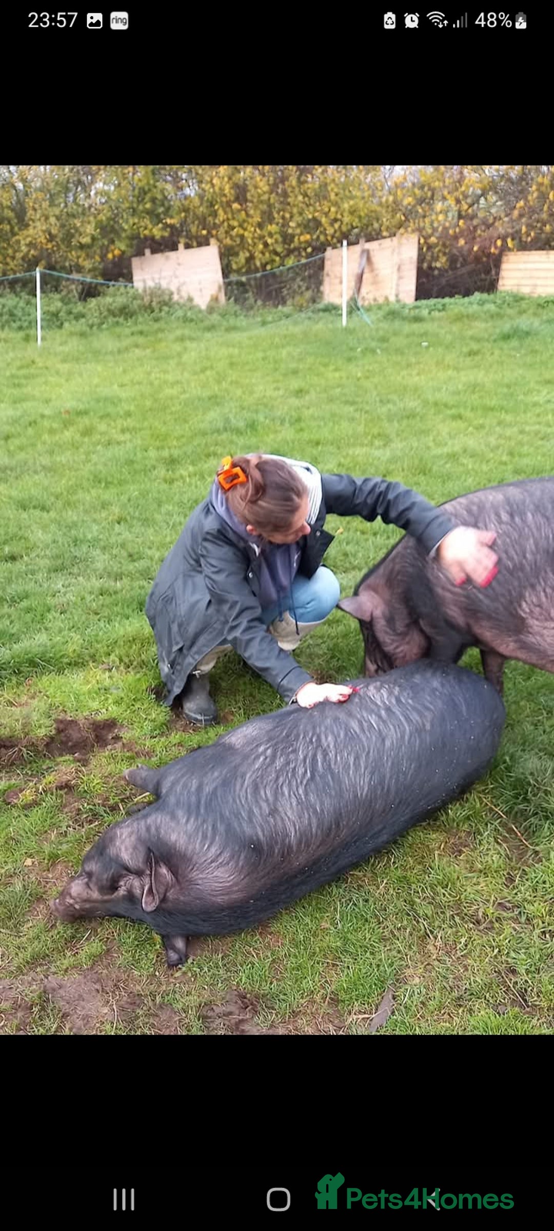 Pig livestock for sale: Ronnie and reggie  - Image 23