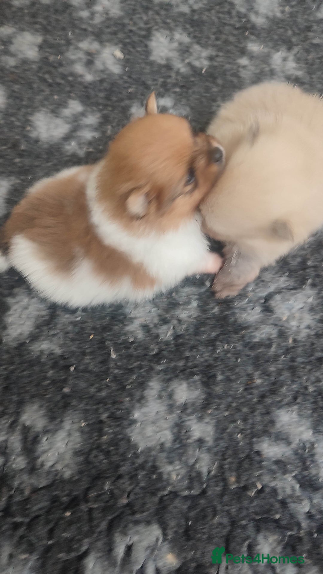 Pomeranian dogs for sale: Top Quality -KC registered  - Image 22