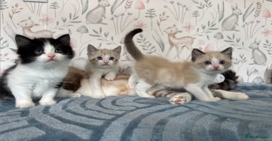 Mixed Breed cats - Advert 4