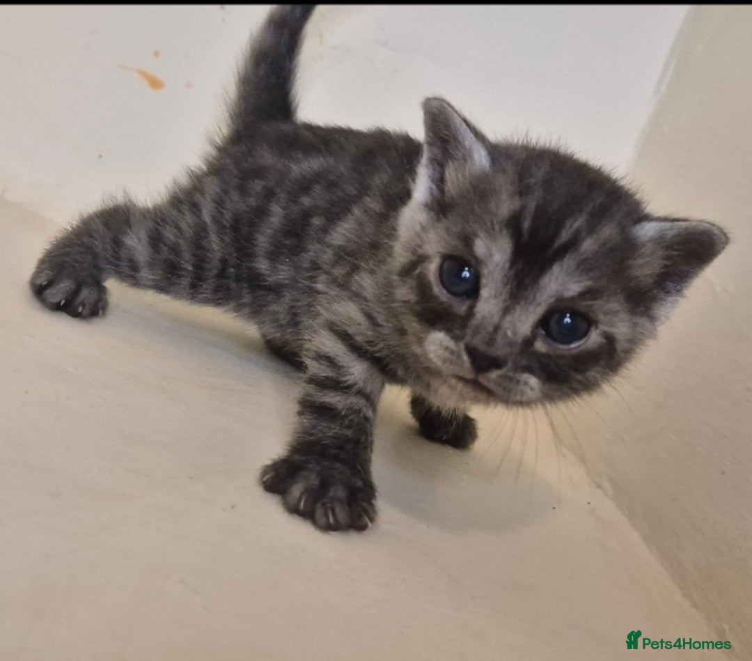 Bengal cats for sale: Bengal x British short hair - Advert 9