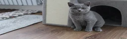 British Shorthair cats for sale: British Shorthair Lilac & Grey Blue Cute Kittens  - Advert 11