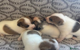 Jack Russell dogs for sale: Jack Russel pups  - Image 5