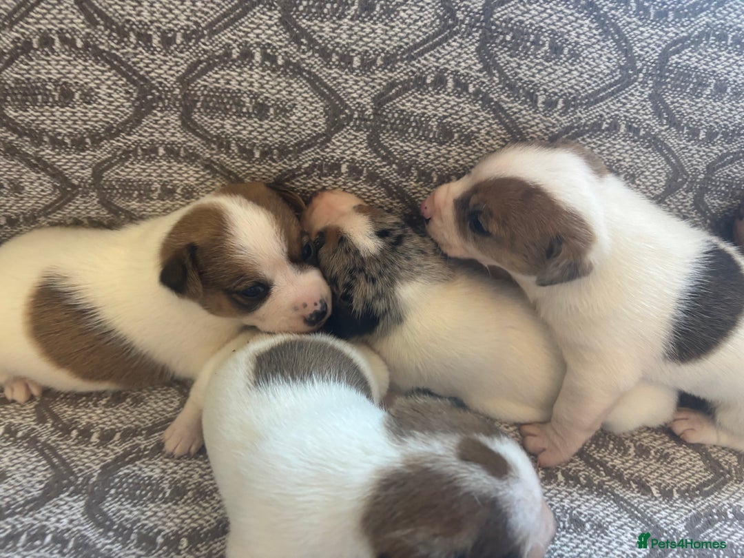 Jack Russell dogs for sale: Jack Russel pups  - Image 5