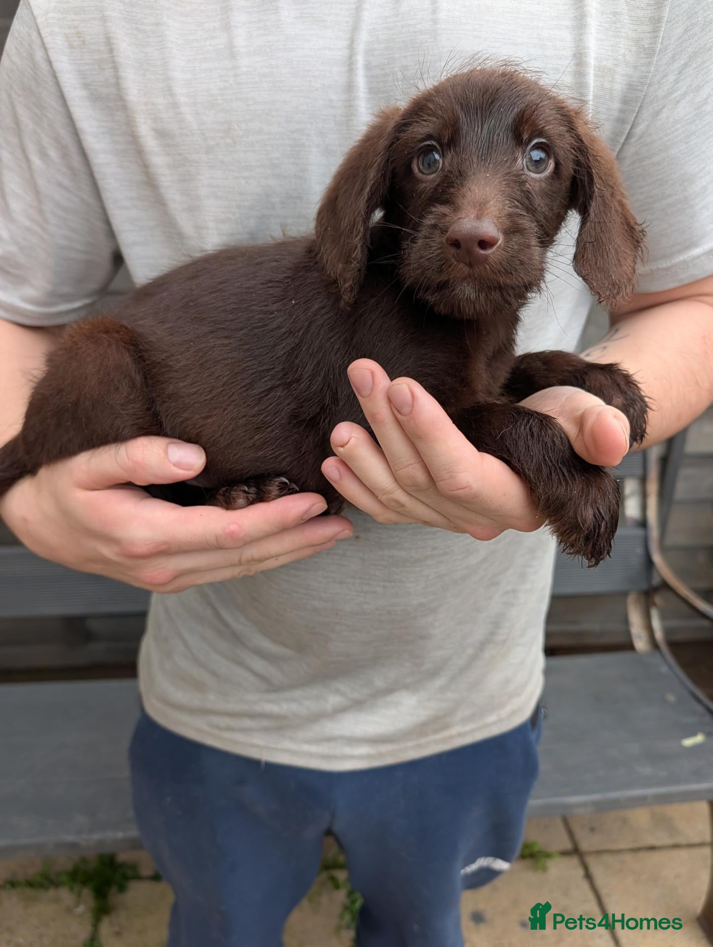 Labradoodle dogs 7 Week Old Miniature Labradoodle Puppies!  - Advert 6