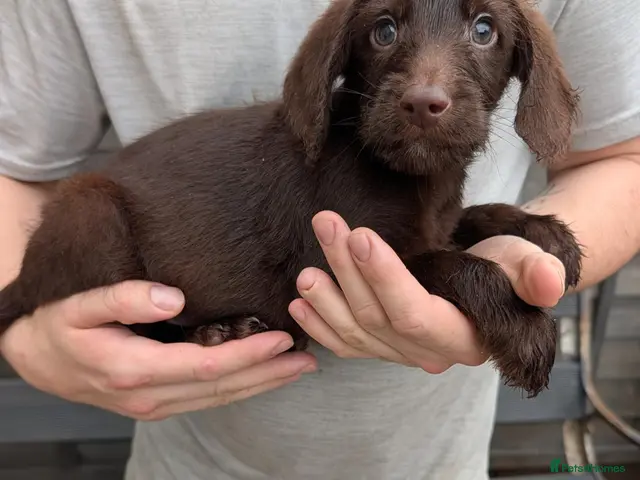 Labradoodle dogs Beautiful healthy Miniature Labradoodle Puppies! - Advert 6