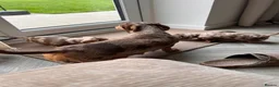 Miniature Dachshund dogs for sale: Dapple miniature dachshunds - Advert 2