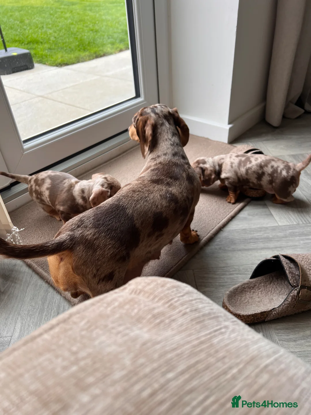 Miniature Dachshund dogs for sale: Dapple miniature dachshunds - Advert 2