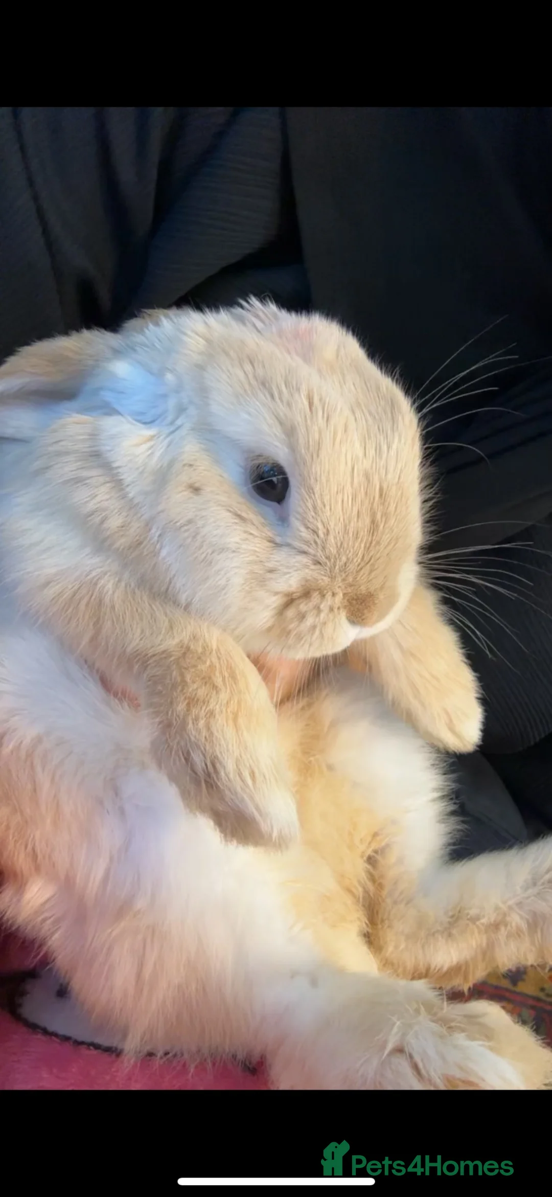 Mini Lop rabbits for sale: Cute mini lop bunny for sale❤️ - Advert 1