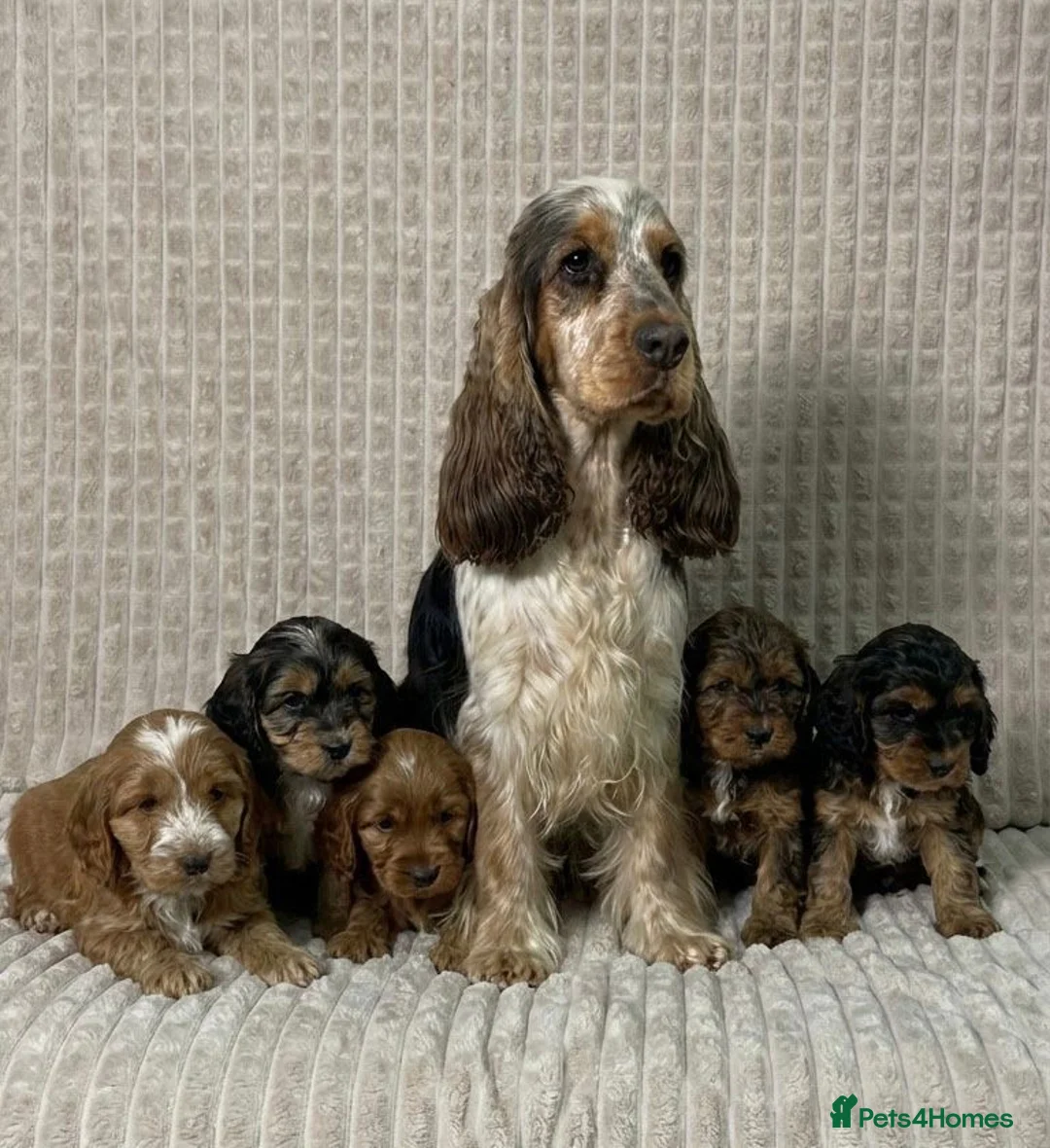 Cockapoo dogs for sale: Stunning Cockapoo puppies  in Bristol - Advert 8