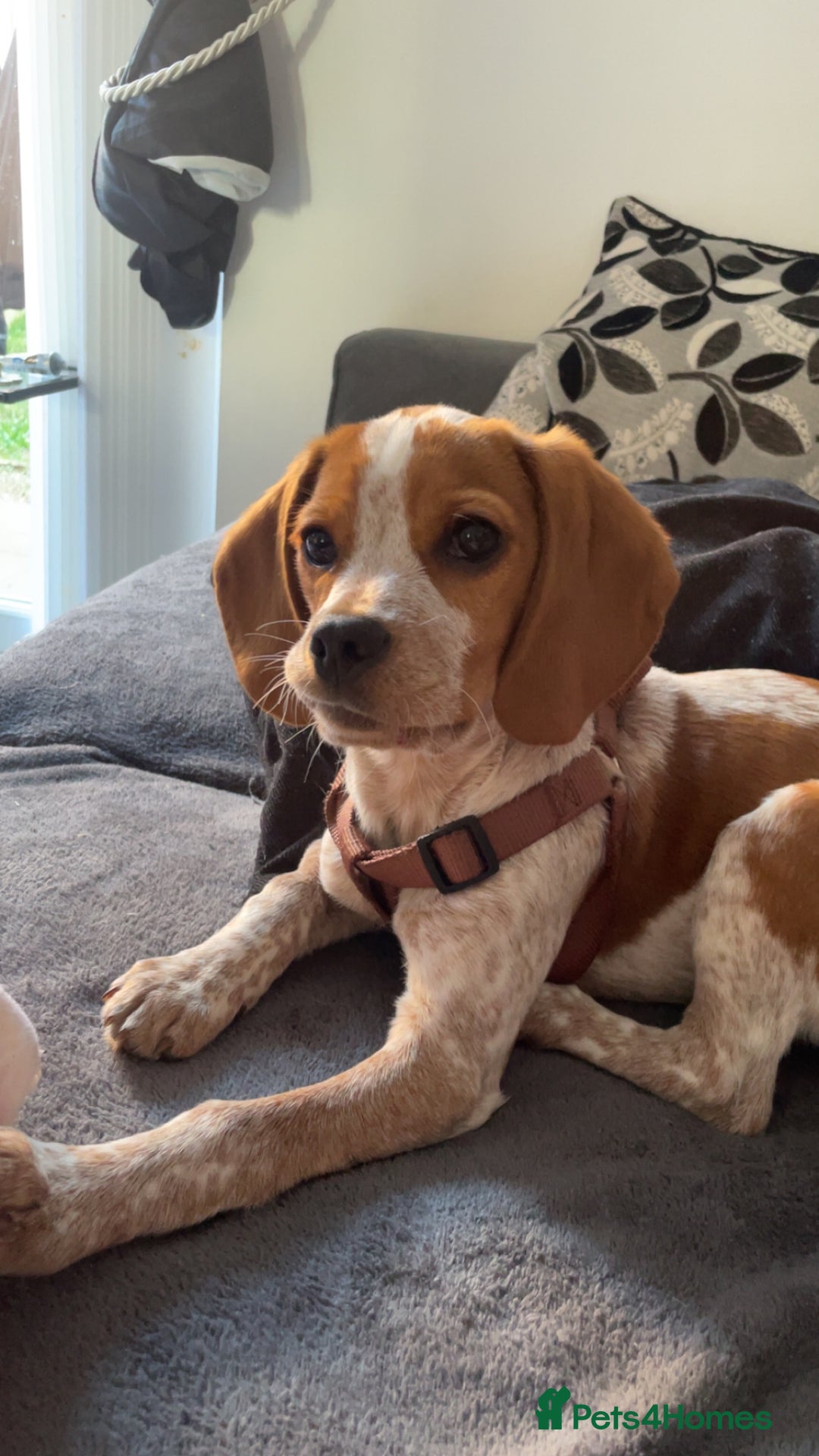 Beaglier dogs for sale: 13 month old beaglier  - Advert 35
