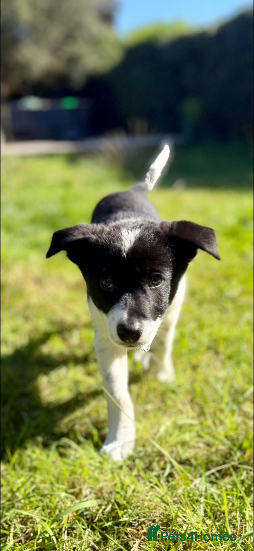 Border Collie dogs Border Collie pup's for sale  - Advert 1