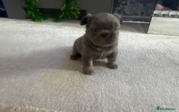 French Bulldog dogs for sale: Fluffy French bulldog  - Image 5