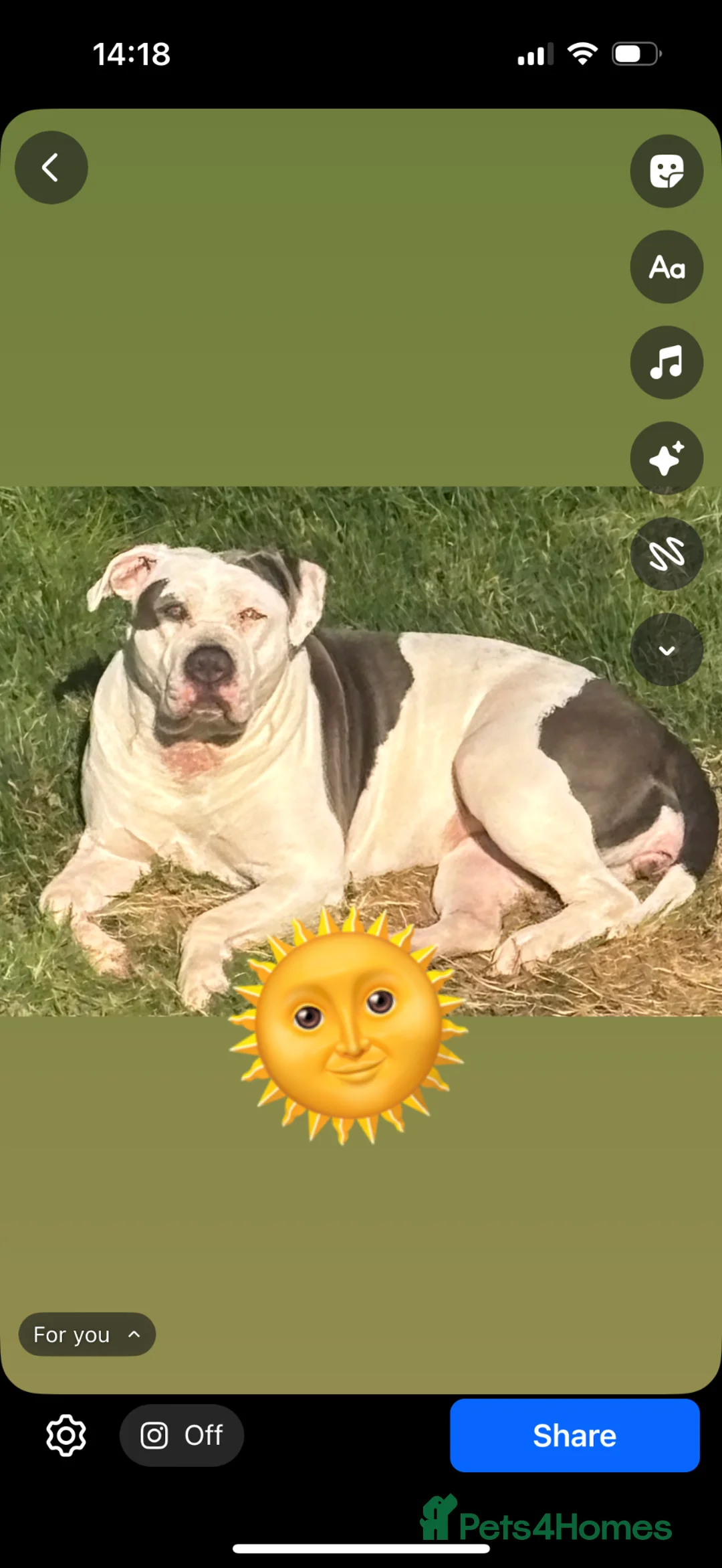 Mixed Breed dogs for sale: Kilo..  in Chelmsford - Advert 4