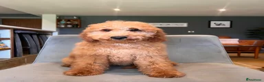 Irish Doodle Puppy 8