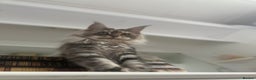 Maine Coon cats for sale: Registered pedigree maine coon for sale - Advert 5