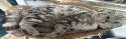 British Shorthair cats for sale: Gorgeous silver tabby British shorthair male  - Advert 9