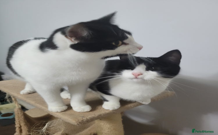 Domestic Shorthair cats Brother and sister looking for a new home - Advert 15