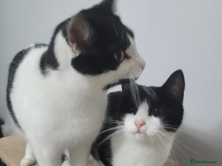 Domestic Shorthair cats Brother and sister looking for a new home - Advert 18