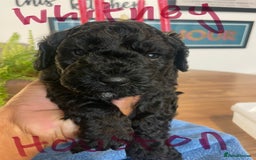 Mixed Breed dogs for sale: Sproodle cockapoo puppies  - Image 12