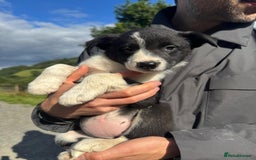 Border Collie dogs for sale: Mid Wales border collie pups  - Image 19